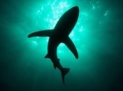 Биологи обнаружили ранее неизвестный вид акул