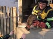 В Закарпатской области спасатели достали кота из колодца (Фото)