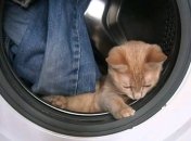 В Норвегии кот выжил после 40-минутной стирки в стиральной машине