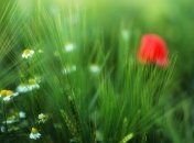 На выходных тепло и преимущественно сухо: погода на выборы в Украине