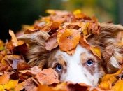 Прогноз погоды в Украине на 28 сентября: осадков не ожидается 