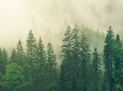 Неутешительная тенденция: изменение климата плохо влияет на деревья