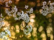 Погода в Украине 22 апреля: прохладно, преимущественно без осадков 