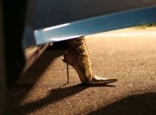 Высокий каблук и его последствия