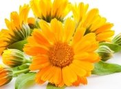 Какими целебными свойствами обладает календула