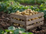 Увеличить урожай можно не только с помощью удобрений