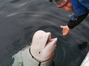 Кит вернул людям упавший в море телефон (Видео)