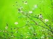 Погода в Украине 8 августа: преимущественно без осадков 