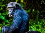 Создают рок-музыку: зачем шимпанзе бросают камни в деревья (Видео)