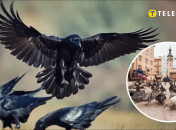 Ворони і голуби