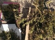 Правоохранители изъяли в Запорожье 10 кг марихуаны