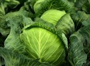 Стало известно, кому нельзя есть капусту