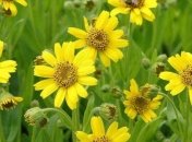 Полезные травы для женской красоты и здоровья