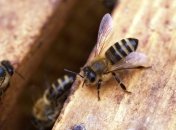 Разгар сезона: доктор Комаровский объяснил, как спасаться от клещей, комаров и пчел