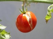 Томаты больше не потрескаются