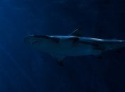 Президент дайвинг-клуба в Австралии погиб после встречи с акулой