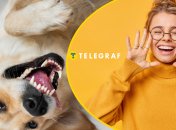 Собака насмешила сеть