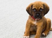 Сколько лет вашему лучшему другу: формула пересчета возраста собак в человеческий