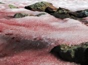 Розовый снег ускорил глобальное потепление 