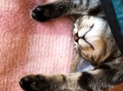 Ученые доказали, что домашние питомцы тоже видят сны 