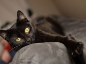 Приметы о котиках