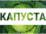 Капуста в детском питании: польза капусты и рецепты для детей