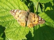 Нашествие бабочек в Украине: названа причина