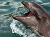 Украина проведет учет дельфинов в Черном море