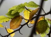 В Украину возвращается "бабье лето": какая погода ждет украинцев в субботу