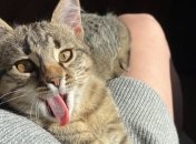 Невловимий, кіт-"катастрофа" і незручна ситуація з горщиком: смішні картинки і меми з котами за тиждень