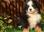 Ученые сделали очень неожиданное и трогательное заявление о собаках