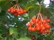 11 августа 2015, примета дня. Калиновый день