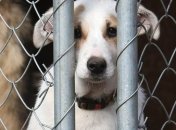 В Украине усилена уголовная ответственность за жестокое обращение с животными