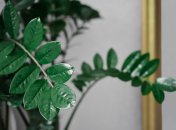 Простой способ спасти растение