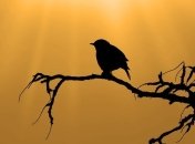 Дорога смерти: сотни мертвых скворцов обнаружили на трассе в Каталонии (Видео)