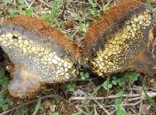 В США нашли бактерии, живущие в грибах и "кушающие" мышьяк