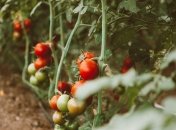 Как использовать ботву помидор на огороде с пользой: 4 эффективных способа