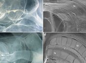 У берегов Калифорнии обнаружено загадочное существо