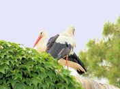 20 августа. Приметы дня