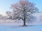 Прогноз погоды в Украине на сегодня: ожидают солнце