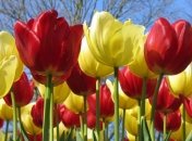 Начало недели в Украине бужет теплым и солнечным