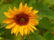 8 июня. Приметы дня