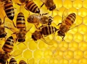 Какими полезными свойствами обладает прополис