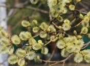 Вербное воскресенье-2019: история и традиции праздника