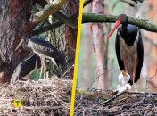 Черный аист с птенцами