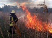 В Луганской области в "серой зоне" произошел масштабный лесной пожар