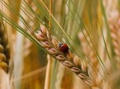 Встретить сегодня божью коровку – хорошая примета