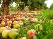 Куда девать опавшие яблоки осенью