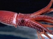 Почти такой же: ученые сравнили мозг кальмара и собаки