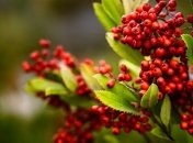 Яке свято 25 травня: народні прикмети і заборони